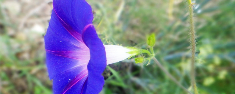 牵牛花种子可以放水里种吗