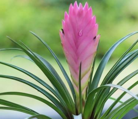 花中“铁娘子”铁兰的花语