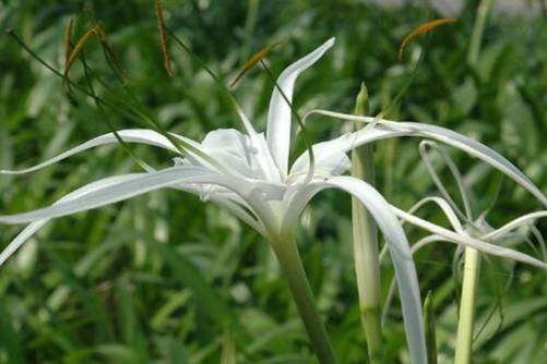 文殊兰怎么养？文殊兰 佛教“六花”之一