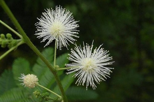 含羞草是否有毒，含羞草是否可以在室内养殖