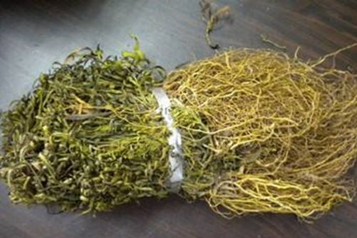 水灵芝的功效 水灵芝能抗肿瘤、保肝解毒而且价格也不贵