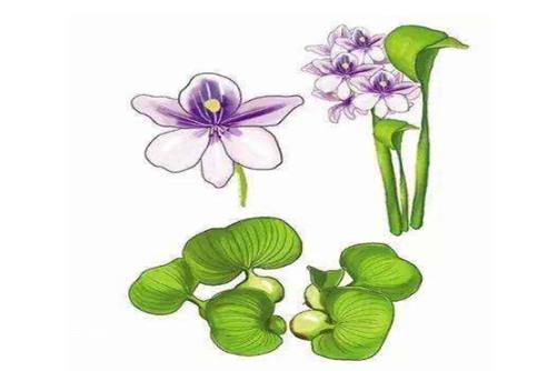 此情不渝,至死方休：水葫芦（凤眼莲）花语