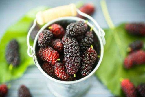 桑葚这么吃比人参还管用，且易吸收 错过就要等一年