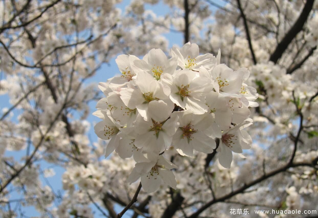 满树烂漫的樱花象征着美好爱情  你知道樱花的花语和传说吗