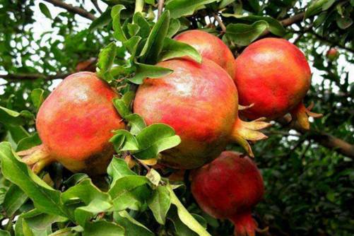 孕妇不能吃哪些水果，这几种水果孕妇需忌口