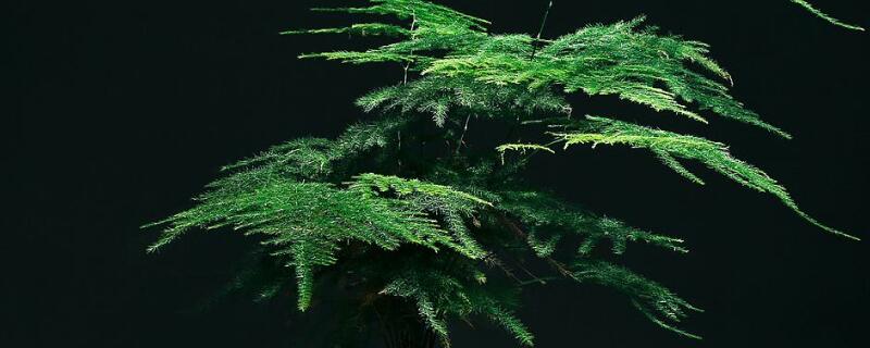 文竹小苗怎么养