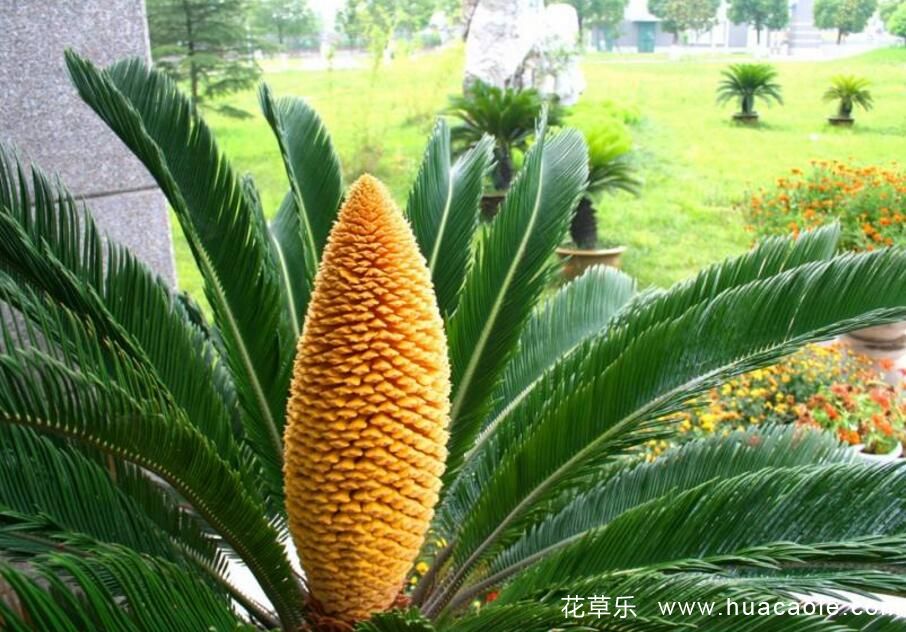 苏铁盆景制作方法