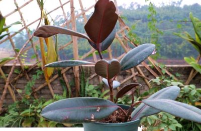 橡皮树叶子掉光了还能长出来吗 掉叶子的原因是什么