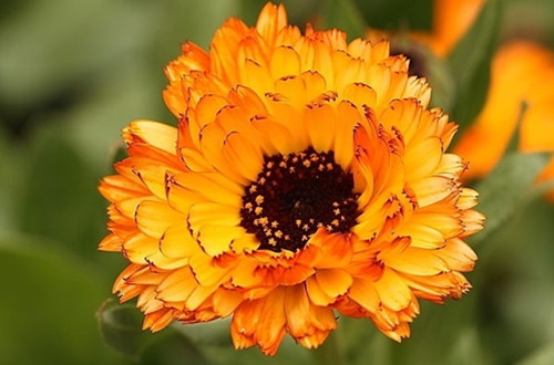 花语大全：金盏菊花语