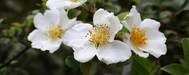 金樱子花有几种颜色