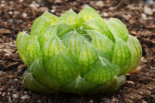 多肉三角琉璃莲怎么养？这么养晶莹剔透，水盈盈