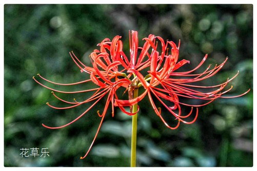 彼岸花花语及彼岸花的故事