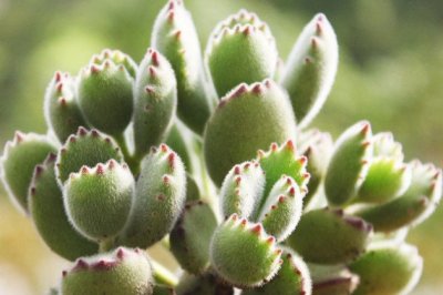 十种常见而又深受花友们喜欢的多肉植物，你认识几种？