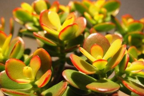 黄金花月养殖，做好下面几点黄金花月叶片都变黄金色