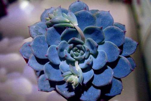 多肉蓝色惊喜养护,蓝色惊喜如何养成蓝色