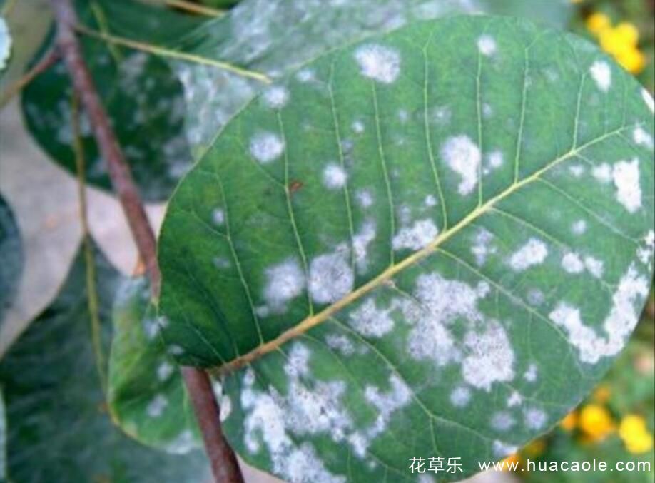 六种最看不起眼的东西就能解决花卉病虫害