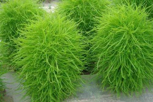 扫帚菜的食用方法，试试这几种做法吃出不一样的扫帚菜