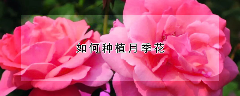 如何种植月季花