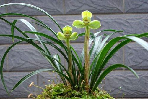 宋梅的养殖方法和注意事项，宋梅这样养花期长而且香