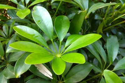 鸭脚木怎么修剪？鹅掌柴的修剪方法详解