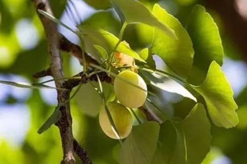 白果和白果仁的区别，白果和白果仁是一样吗？我来给你答案