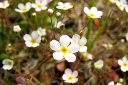 点地梅怎么养殖？点地梅 愿你每次低头都能收获美丽