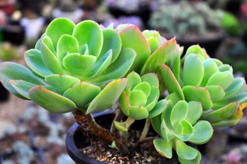 碧桃多肉的养殖方法 碧桃多肉这样养非常容易爆盆出老桩