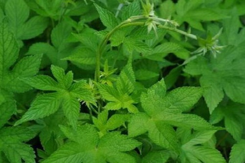 白花前胡种植技术，白花前胡图片欣赏