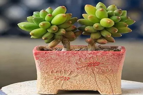 千代田之松的养殖方法，肉嘟嘟的简直萌化了我的心