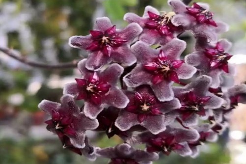 多肉球兰的养殖方法，用下面的方法种植几乎无难度