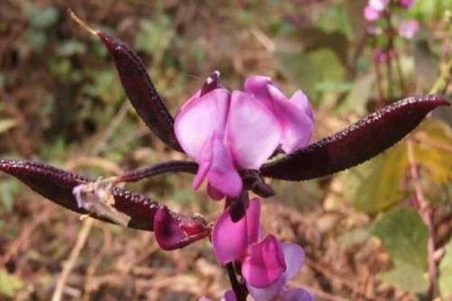 扁豆是发物吗？喜欢吃扁豆的人看过来
