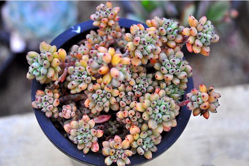 黑莓多肉怎么养？黑莓是多头群生又防辐射的肉肉,养养就爆盆