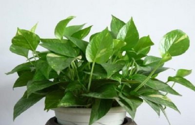 绿萝水培转土培的方法