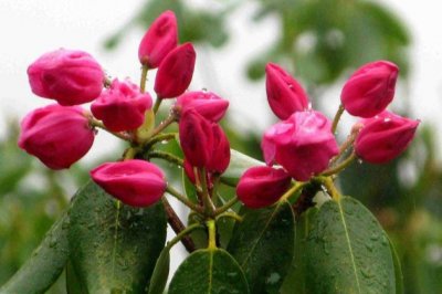 杜鹃花怎么养家庭养法