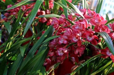 新手兰花品种选择 新手养兰花的种植方法