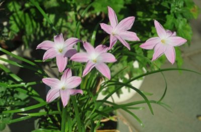 风雨兰的养殖方法