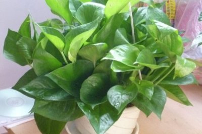 绿萝营养液如何自制？自己制作水培绿萝营养液的方法