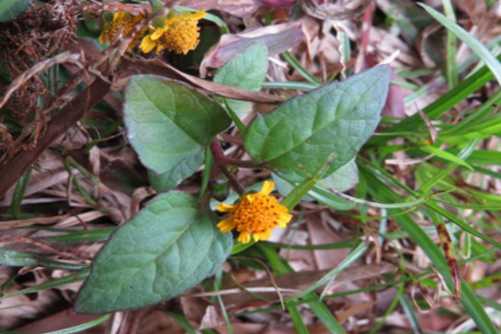 天文草的功效和作用，天文草治牙痛的好帮手