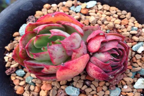 多肉杨金怎么养  用下面的3个方法养出你的妖精多肉