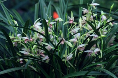 秋天兰花怎么养？秋天兰花管理方法和养殖技巧