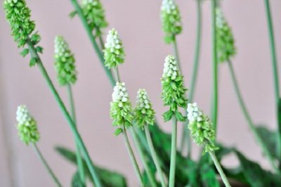 油点百合怎么养？