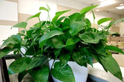 绿萝叶子小时什么原因？绿萝叶子小怎么办？