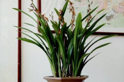 兰花养殖小技巧