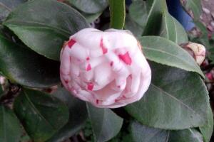 茶花叶子长黑斑是怎么回事，茶花叶子长黑斑怎么办