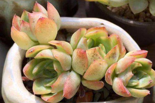 多肉煤烟病怎么防治？试试下面的方法看能不能救回多肉的命