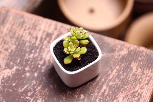 酥皮鸭多肉怎么养？让酥皮鸭多肉出状态做好这4点就够了