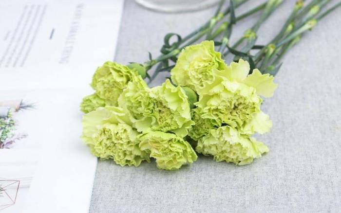 康乃馨图片，被称为母亲花的康乃馨图片大全