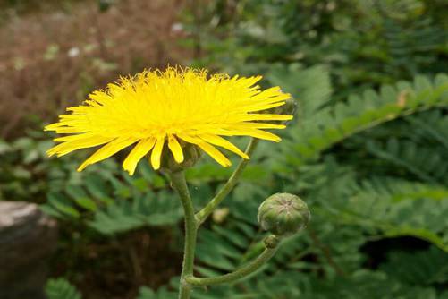 蒲公英的养殖方法， 蒲公英种植小技巧一学就会