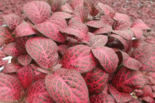 网纹草的功效与作用，网纹草除了提高空气质量还有你想不到的作用哦