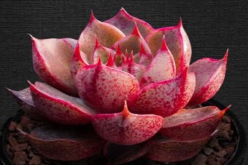 多肉猫眼石怎么养？最适合新人养的多肉，便宜好养活！